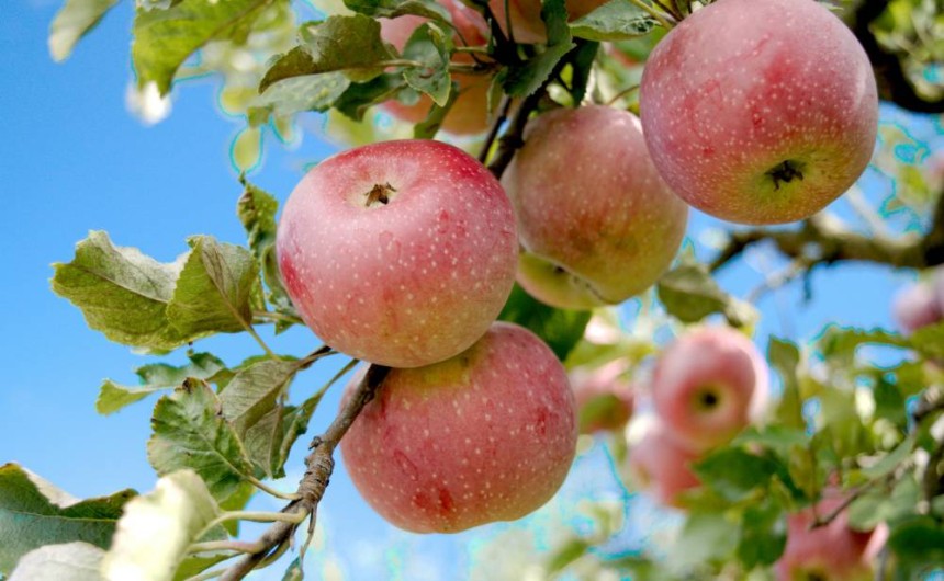 Appels aan een appelboom. Unsplash, Bozhin Karaivanov